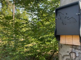 Abendexkursion in Hanau: Fledermäuse im Licht- und Luftbad beobachten