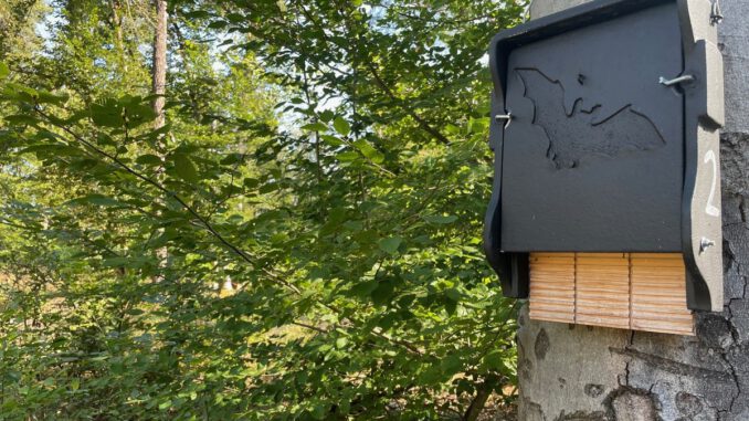 Abendexkursion in Hanau: Fledermäuse im Licht- und Luftbad beobachten