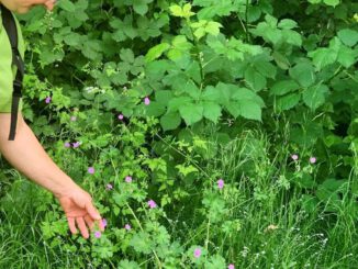 Familienprogramm in Hanau: Wildkräuterführung in der Bulau und Ostereier färben mit Naturfarben