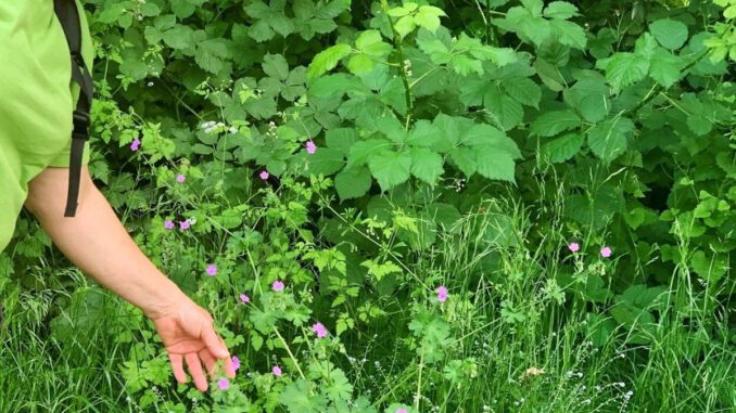 Familienprogramm in Hanau: Wildkräuterführung in der Bulau und Ostereier färben mit Naturfarben Familienprogramm in Hanau: Wildkräuterführung in der Bulau und Ostereier färben mit Naturfarben