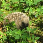 Hanau verbietet nächtlichen Betrieb von Mährobotern zum Schutz kleiner Wildtiere