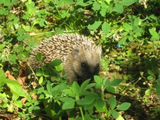 Hanau verbietet nächtlichen Betrieb von Mährobotern zum Schutz kleiner Wildtiere