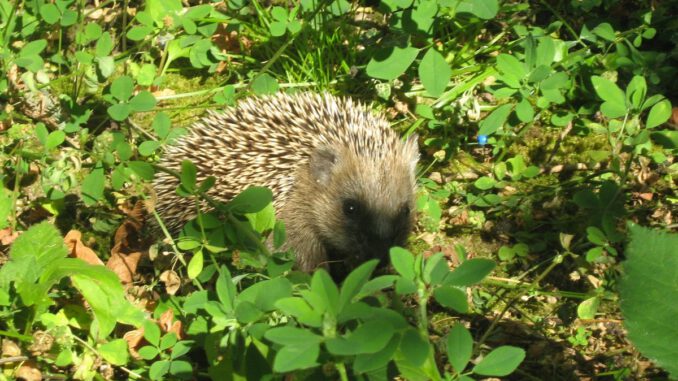 Hanau verbietet nächtlichen Betrieb von Mährobotern zum Schutz kleiner Wildtiere