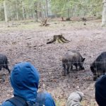 Herbstferien: 26 Kinder können eine Woche im Wildpark Alte Fasanerie verbringen