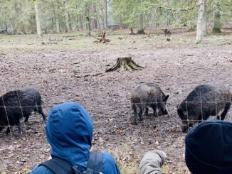 Herbstferien: 26 Kinder können eine Woche im Wildpark Alte Fasanerie verbringen