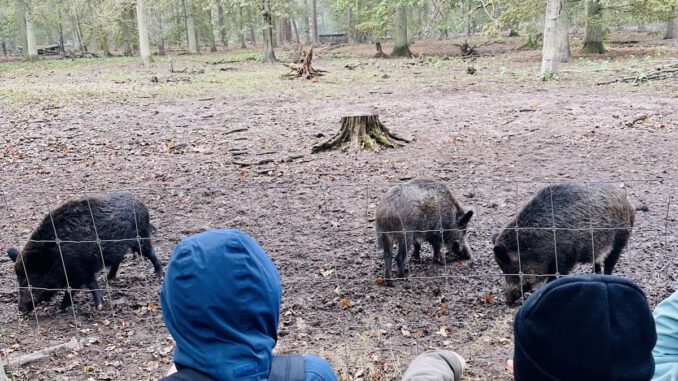 Herbstferien: 26 Kinder können eine Woche im Wildpark Alte Fasanerie verbringen