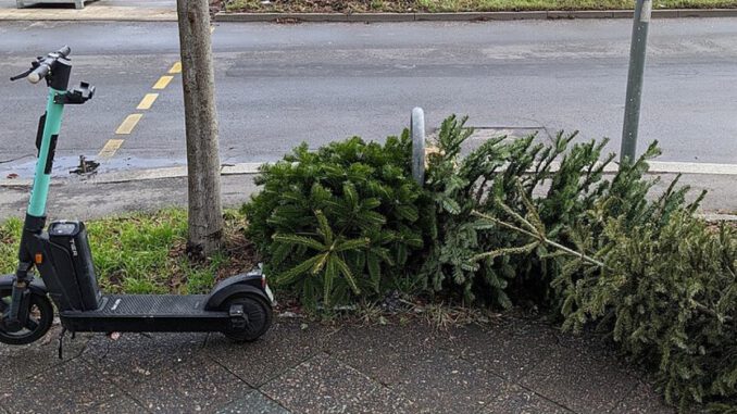 Offenbach startet Weihnachtsbaumabfuhr am 12. Januar: Termine nach Postleitzahl, kein Sperrmüllservice