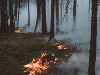 Trockenheit erhöht Waldbrandrisiko: Stadt warnt und HessenForst verbietet offenes Feuer und Rauchen