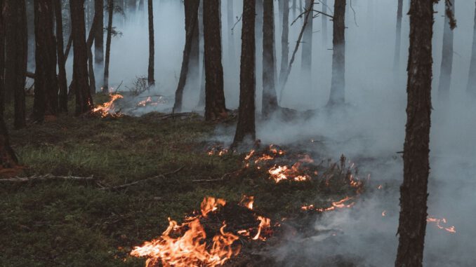 Trockenheit erhöht Waldbrandrisiko: Stadt warnt und HessenForst verbietet offenes Feuer und Rauchen Trockenheit erhöht Waldbrandrisiko: Stadt warnt und HessenForst verbietet offenes Feuer und Rauchen