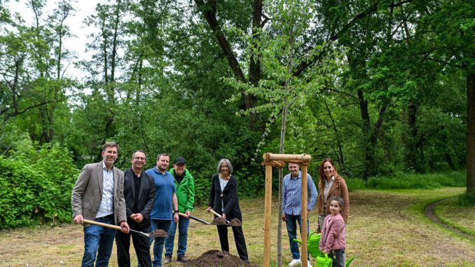 Zitterpappel am Kinzigufer: Hanau pflanzt Baum des Jahres 2026